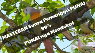 Download Lagu MASTERAN Suara Pemanggil PUNAI 99% PUNAI nya MENDEKAT MP3