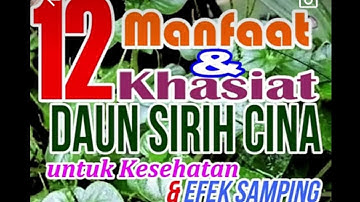 12 Manfaat dan Khasiat Daun Sirih Cina untuk Kesehatan Serta Efek Samping nya #sirihcina