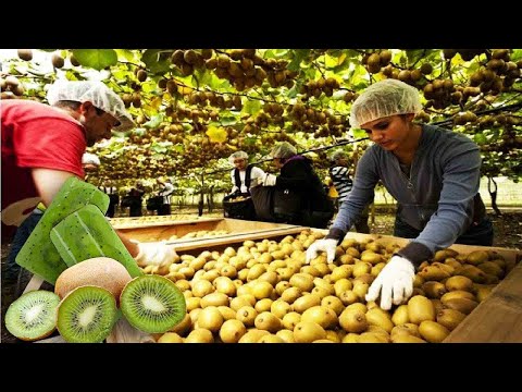 How to Harvesting and processing Kiwi! Amazing Agriculture Kiwi Farm Technology