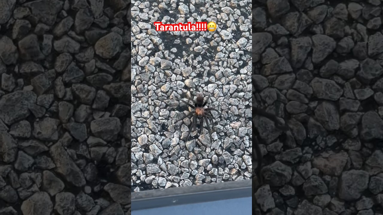 I Hate SPIDERS!!!! 😳            