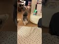When Your Cat Owns The House 😼 #cat #cute #pets