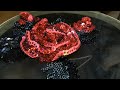 EMBROIDERY SEQUINS and beads | ВЫШИВКА ПАЙЕТКАМИ и бисером