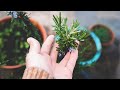 Rosemary: The Evergreen Herb with Endless Uses and Ancient Magic
