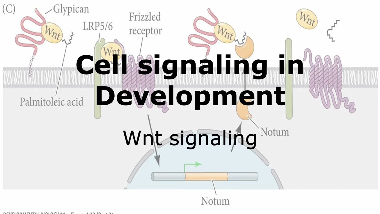Wnt signaling and Development