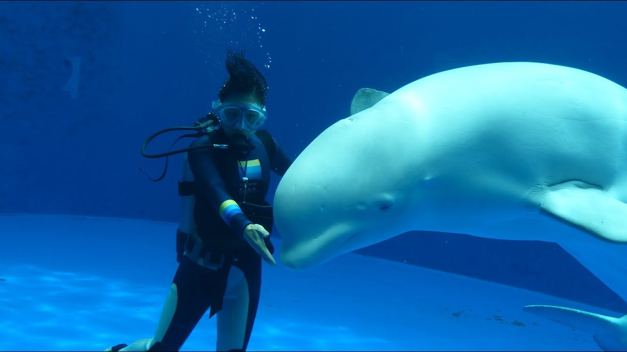 七夕の日、女子ダイバーさんのシロイルカファンタイム・上越市水族館うみがたり（2019.7.7）