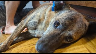 ファーミネーター（本物）でブラッシングされる元猟犬　何故か興奮してゴロゴロしてました