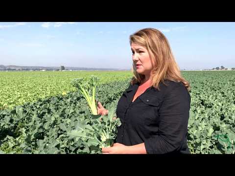Video: Wat is Broccolini: leer over de verzorging van babybroccoli in tuinen