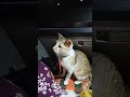 Daily Cat Life • Funny & Relaxing Moments | #IndianCats #CuteCats #CatLovers #ViralCatshorts