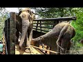 A giant elephant gets a pass to a safer jungle