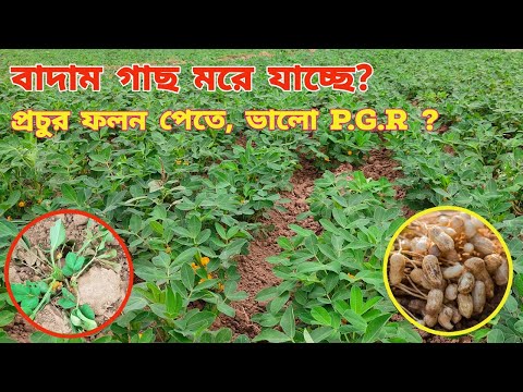 ভিডিও: চিনাবাদাম কি গাছের বাদাম?