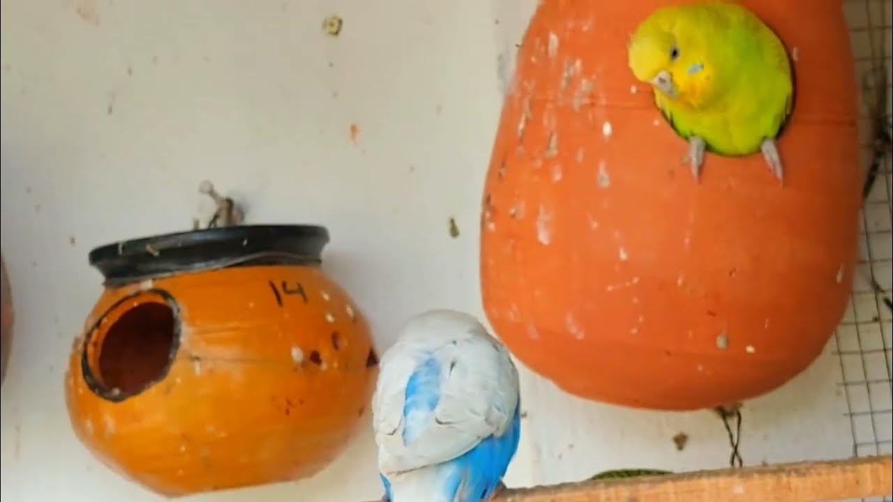 Australian parrots chirping sound birds singing #budgies #birds #shorts