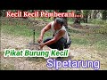 PIKAT Burung PETARUNG...Pemberani..