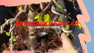 Самые важные сведения о бонсай! Пересадка бонсай за 6 минут!  Bonsai quick planting.