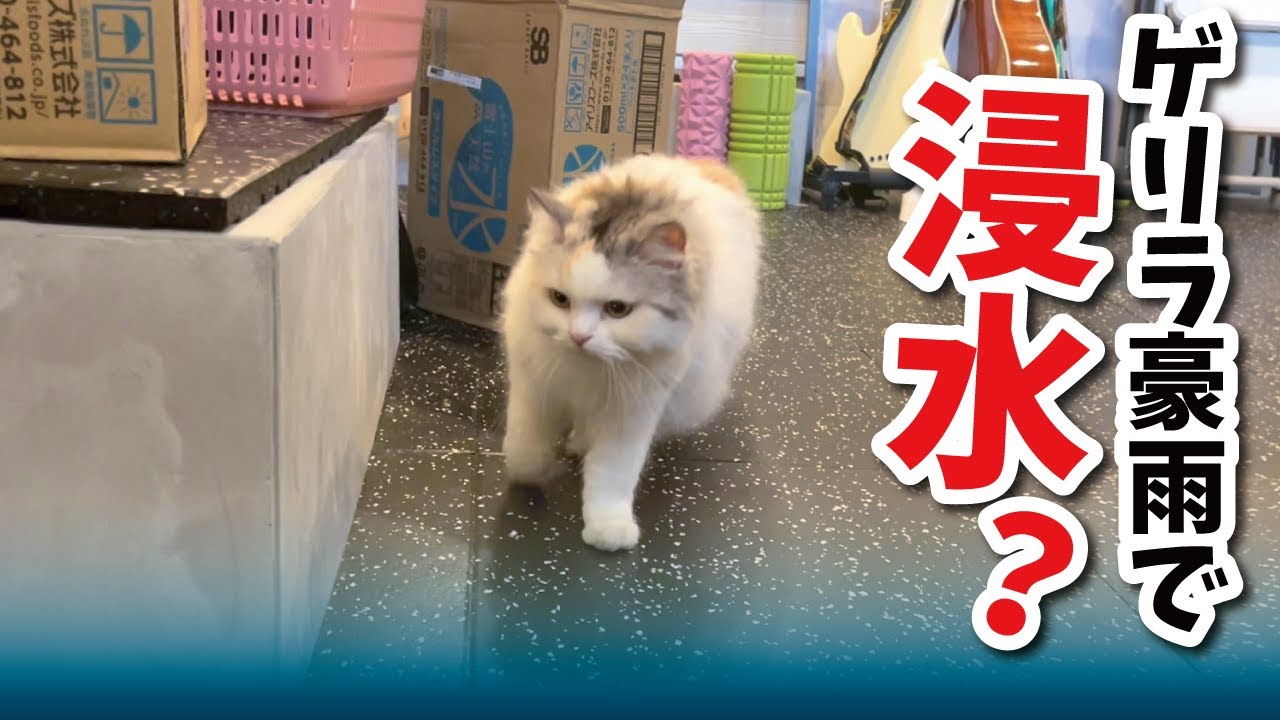 A cat checks the flood damage situation at my house after a