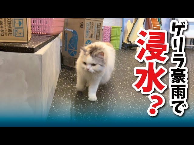A cat checks the flood damage situation at my house after a
