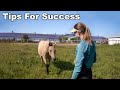 How to teach a horse to come when called 