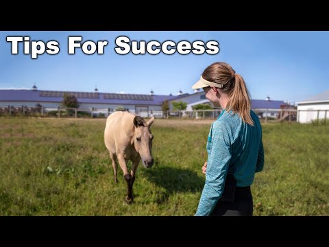 Video: Eenvoudigste beproefde methode om je paard te leren om te komen wanneer hij wordt gebeld