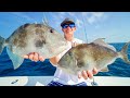 OCEAN Triggerfish! Catch Clean Cook- Panama City Deep Sea Fishing