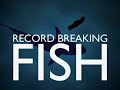 Record breaking fish  llandegford  roach  bream  matt hayes  mick brown