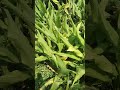 हल्दी का पौधा कैसे होता है how does turmeric plant ☘️☘️☘️#shorts#siddharthsahish
