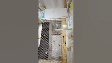 طيور كناري فراخ كناري موسم جديد 2025 