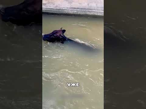 Корова ЗАСТРЯЛА в огромном пруду 😯🔥🐮