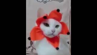 Orange Flower Cat Dancing To Sunshine Lollipops And Rainbows Full Song Hd