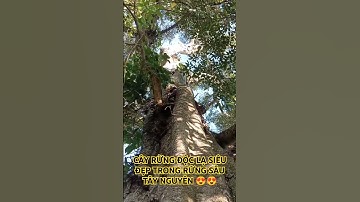 CÂY RỪNG ĐỘC LẠ SIÊU ĐẸP TRONG RỪNG SÂU TÂY NGUYÊN.