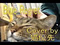 「Blue Regret」 Cover by 猫優先-11 GARNET CROW