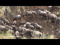 Wildebeest crossing at Governors' Camp