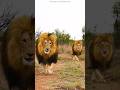 Lions build Different 💀 #facts #trendingshorts #youtubeshorts #viral #shorts