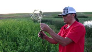 Gathering Prairie Turnips With Roger White