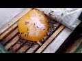 Пчела + мёд ревизия в феврале на пасеике