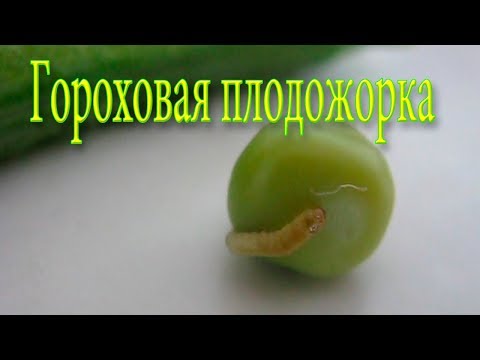 Video: Malignant Spotted Pea Moth