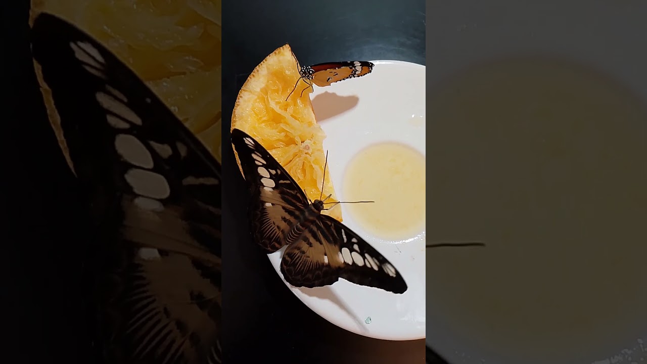 feeding a butterfly with orange 