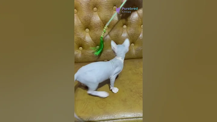 Watch the video about Introducing Angel