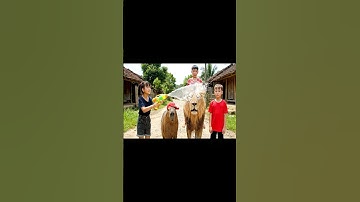 Capy có dám chạy đua với sư tử không nào 😋 #capybara #vuive #giaitri #ongbavaboss