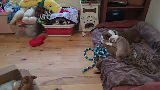 AKC STAFFORDSHIRE BULL TERRIER PUPPIES AND MOM by shastastaffordsanddobermans 121 views 1 month ago 2 minutes, 5 seconds