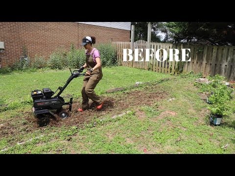 فيديو: علاج القرحة الجذعية عنبية: كيفية إدارة Botryosphaeria Stem Canker في العنب البري