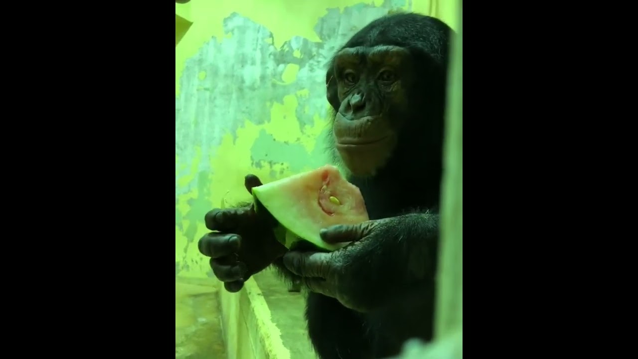 チンパンジー スイカ20220722/Chimpanzees eat donated watermelons