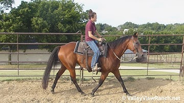 Lenas Smart Bluechex - walk, jog, lope, stops! - ValleyViewRanch.net