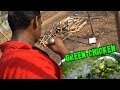 Green chicken gravy |  புதினா கோழிகரி  | World Food Tube