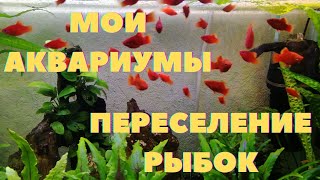 Мои аквариумы | Переселение рыбок | Пецилии и псевдоскаты севильи