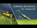 Control biológico del minador - Diglyphus isaea