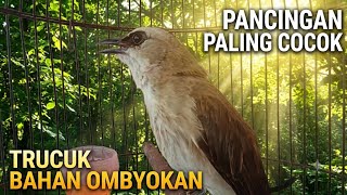 TRUCUKAN BAHAN BIAR CEPAT BUNYI..! pakai ini PANCINGAN trucuk ombyokan biar rajin bunyi dan gacor 