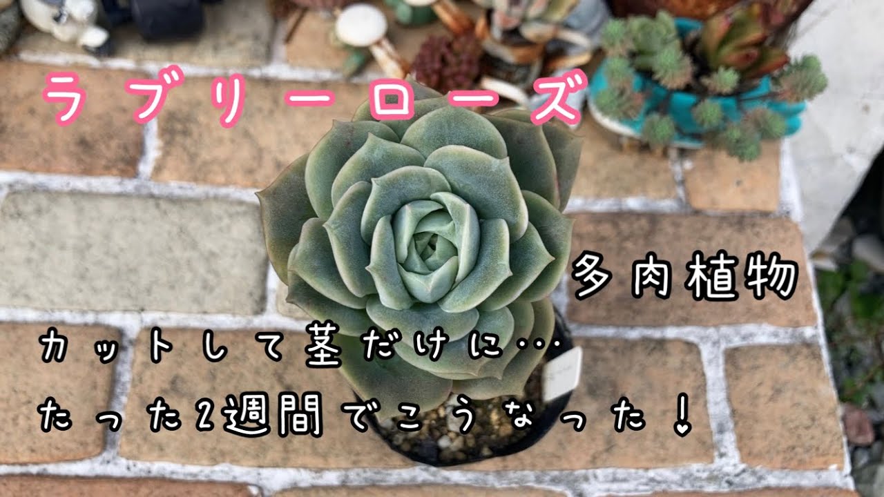 めちゃめちゃ可愛いラブリーローズ！だけど…木立ちしてるのでカットし