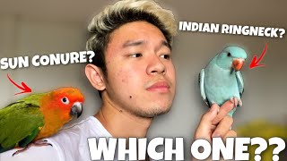 SUN CONURE OR INDIAN RINGNECK: WHICH BIRD IS RIGHT FOR YOU?