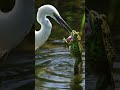 amazing nature Frog's Nightmare: The Egret's Deadly Feast!**