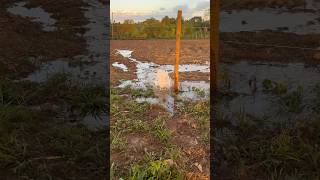 Plantio de milho irrigado por gotejamento, parte 5. #vidanaroça #milho #irrigação #roça #bombadagua