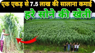 Super Napier Gold बेचकर कमा रहे लाखो सालाना | Super Napier Gold Grass Fodder Hara Chara Dairy farm